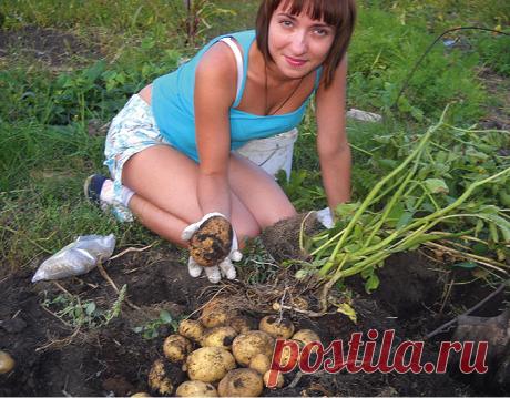 Советы по выращиванию картофеля от опытного огородника » Женский Мир