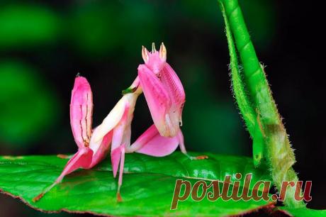 Животные с интересным окрасом В данной подборке фотографий зверей, птиц, рыб, насекомых и других животных нет ни одной, которая была бы обработана графическим редактором Photoshop. Таким удивительным окрасом животных наградила при...