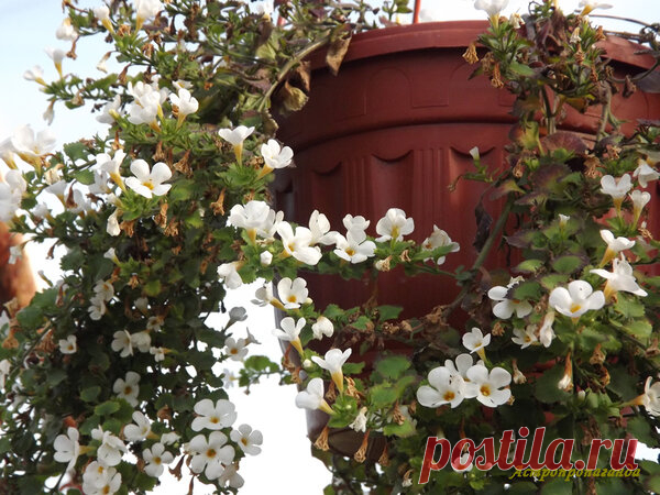 Первая декада июля 2019 года. Лунный посевной календарь | Астропропаганда | Яндекс Дзен
Автор: астролог Нина Стрелкова. 1 июля убывающая Луна в Близнецах. В этот день можно удобрять декоративные растения. 2 июля новолуние и Солнечное затмение, Луна в Раке. Неблагоприятный день для садово-огородных работ. 3 июля растущая Луна в Раке. Все еще есть влияние затмения, поэтому желательно воздержаться от любой работы с растениями кроме неотложного полива...