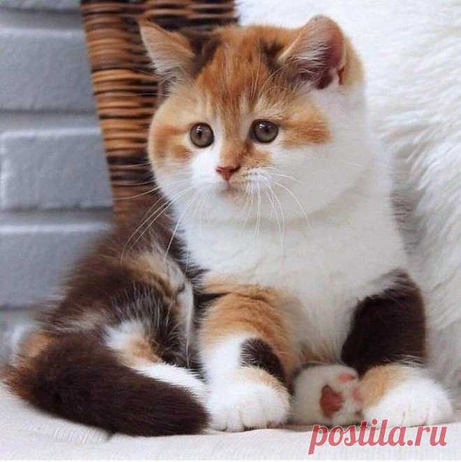 Одно умиление