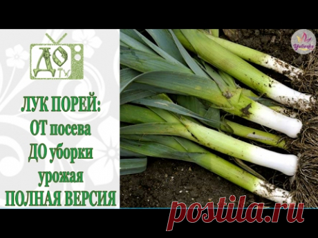 ЛУК ПОРЕЙ от А до Я: ПОСЕВ, ПИКИРОВКА, ВЫСАДКА  на грядку, сохраняем УРОЖАЙ