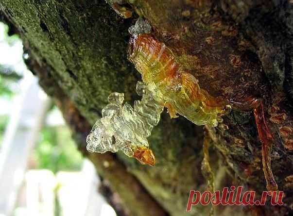 Живица полезные свойства