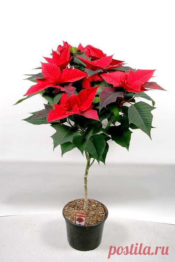 Poinsettia. Пуансеттия необычайно красивое растение. Она цветёт зимой и в продажу обычно поступает перед новогодними и рождественскими праздниками. Видимо, поэтому в странах Европы пуансеттию считают одним из символов Рождества и называют Вифлеемской или Рождественской звездой.