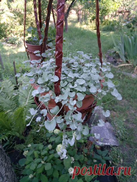 Дихондра ампельная «Серебристый водопад» (Dichondra repens, Dichondra argentea «Silver Falls») 07.07.2018