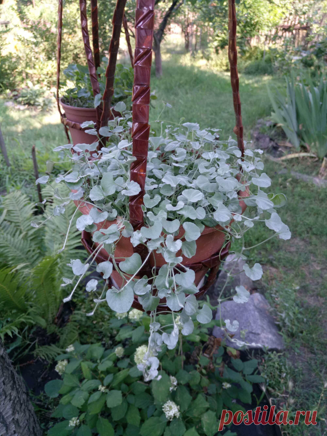 Дихондра ампельная «Серебристый водопад» (Dichondra repens, Dichondra argentea «Silver Falls») 07.07.2018