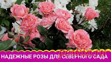 Надежные розы для северного сада — Смотреть в Эфире https://shopsad.ru/catalog/rozy_sazhentsy/ - САЖЕНЦЫ РОЗ. ЗАКАЗАТЬ очень красивые розы (саженцы из питомника) в интернет-магазине БЕЛАЯ АЛЛЕЯ.
Самые …