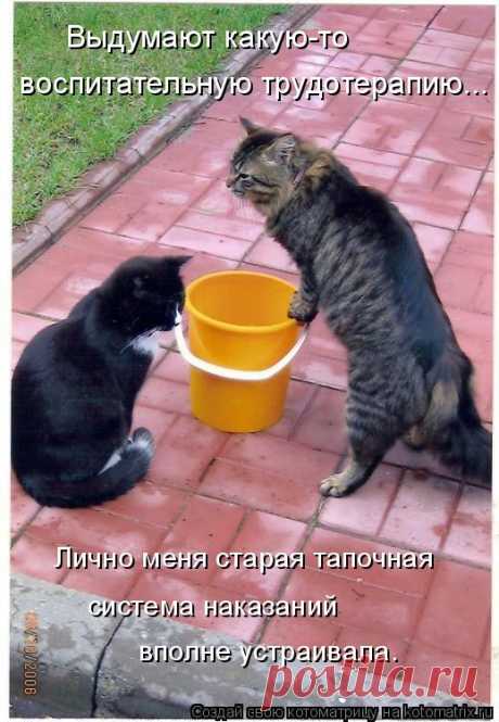 Первая свежая зимняя котоматрица