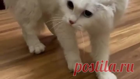 Чужак в доме