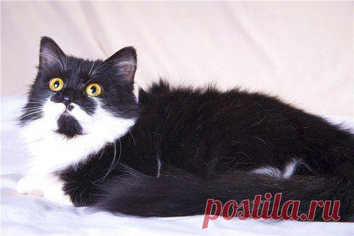 Москва
Маленькое пушистое чудо кошечка Шанелька ждет своих хозяев!
Однажды ее уже предали люди, выбросили, еще котенком, на улицу.
Шанелька ухоженная, очень ласковая, спокойная и аккуратная кошечка, к лоточку приучена.
Она живет, кушает, кувыркается, играет с мячиками в своем маленьком домике, называемом клеточкой, но мечтает о самой доброй и заботливой хозяйке, которая сможет подарить малышке радость общения и разрешит побегать и поиграть вволю по всему дому.
 Ольга 8(903) 613 5757