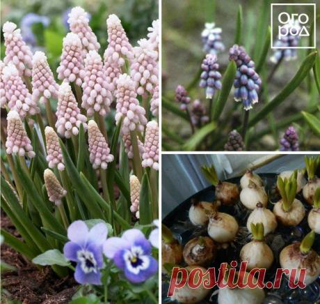 7 необычных луковичных цветов для посадки осенью | Другие луковичные (Огород.ru)