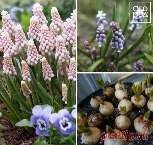 7 необычных луковичных цветов для посадки осенью | Другие луковичные (Огород.ru)