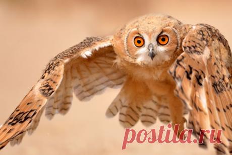 Pharaoh Eagle Owl Photo by Malek Alhazzaa — National Geographic Your Shot