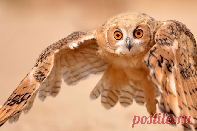 Pharaoh Eagle Owl Photo by Malek Alhazzaa — National Geographic Your Shot