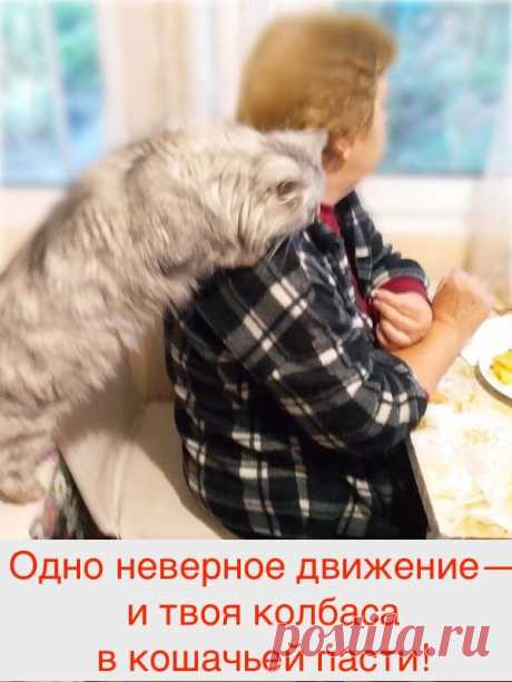 Котики, которые повышают концентрацию позитива в крови (9 уморительных кото-фоток) | Мой обожаемый кот | Яндекс Дзен