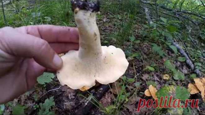 СЪЕДОБНЫЕ ГРИБЫ которые РЕДКО собирают ГРИБНИКИ