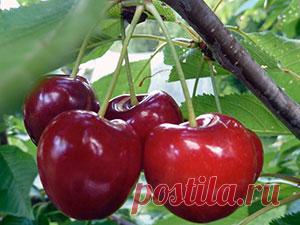 Дерево черешня – посадка и уход, фото черешни, обрезка черешни и прививка, описание сортов черешни, болезни и вредители