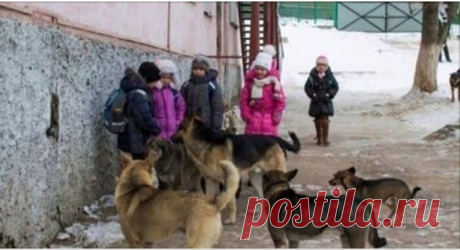 Мы кричали, однако люди разбегались, словно тараканы!!! На помощь детишкам пришли бродячие собаки На одном из поворотов девочек вдруг обступила идущая мимо компания из восьми человек. Все взрослые мужчины, одеты в грязные спецовки – видимо, возвращались с подработки. Один из них схватил младшую, Наташу, за капюшон: “Эй, малая! А ну, давай сюда телефон!”. И подкрепил слова действием, начав выкручивать руку девочки.