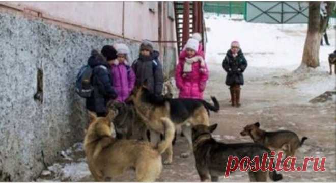Мы кричали, однако люди разбегались, словно тараканы!!! На помощь детишкам пришли бродячие собаки На одном из поворотов девочек вдруг обступила идущая мимо компания из восьми человек. Все взрослые мужчины, одеты в грязные спецовки – видимо, возвращались с подработки. Один из них схватил младшую, Наташу, за капюшон: “Эй, малая! А ну, давай сюда телефон!”. И подкрепил слова действием, начав выкручивать руку девочки.
