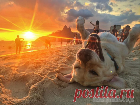 Символ 2018 года. Пусть наступающий год будет таким же шикарным! Согласно восточному календарю будущий год пройдет под знаком Желтой Земляной Собаки. Астрология говорит, что 2018 год подарит состояние релакса, умиротворенности и мирного созерцания действительности....