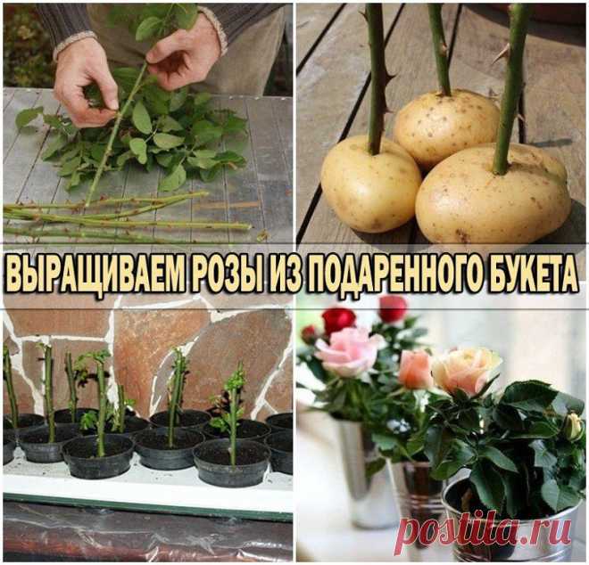 ВЫРАЩИВАЕМ РОЗЫ ИЗ ПОДАРЕННОГО БУКЕТА !!! **Это способ дать розам Новую жизнь, и создать клумбу на подоконнике! Соблюдаем некоторые правила: 1)Розы увядают, но не полностью. Из стеблей…
Продолжение – ok.ru/udiv.dizayn