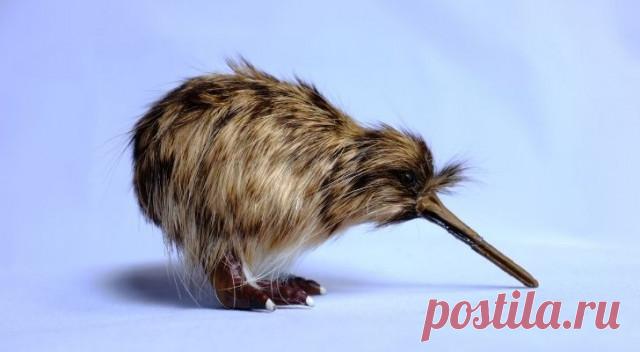 Топ-10: Интересные факты про нелетающих птиц, которые вы могли не знать