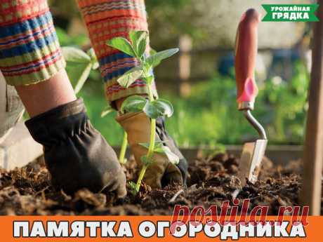 (46) Одноклассники