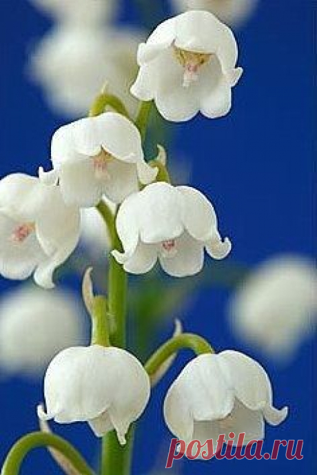 Lilly of the valley   |   Pinterest • Всемирный каталог идей