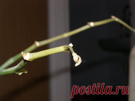 Что делать и почему у орхидеи полностью засох цветонос