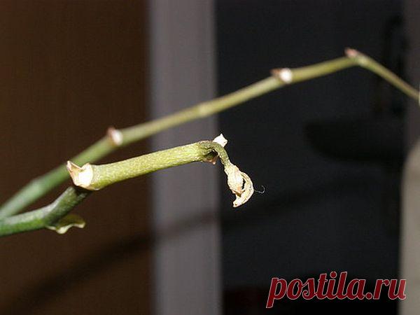 Что делать и почему у орхидеи полностью засох цветонос