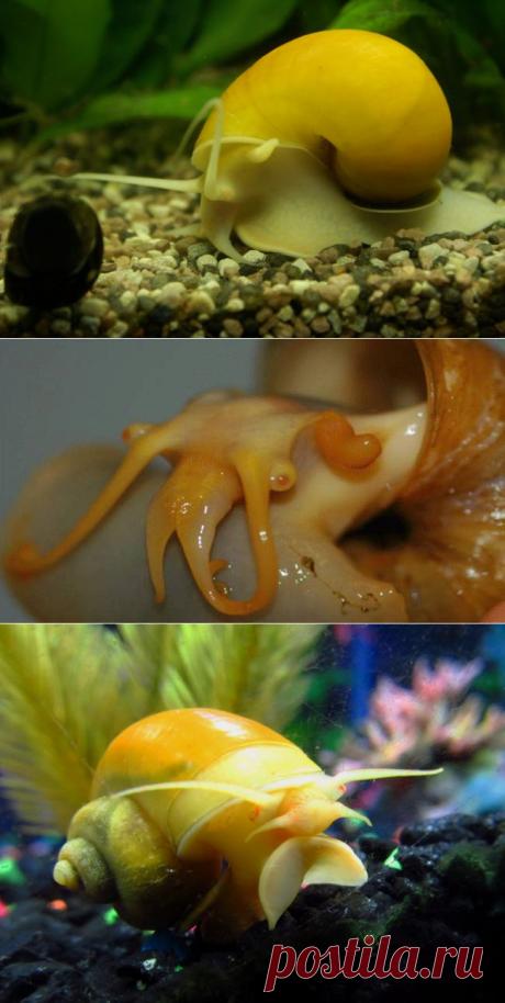 Ампулярия желтая (Pomacea bridgesii) - содержание, кормление, размножение