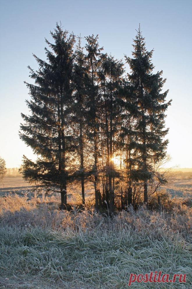 Тверская обл., октябрь 2010 г.
