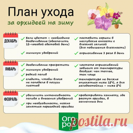 Photo by @ogorod.ru in Санкт-Петербург. May be an image of ‎text that says '‎план ухода за орхидеей на зиму декабрь если цветет необходимо досвечивание (обеспечить 12-часовой световой день) минимум удобрений แมม။ поставить горшки в неглубокие емкости галькой (для повышения влажности) день январь опрыскивание 3 раза досвечивание прекратить минимум удобрений редкий полив следить, чтобы влага не попадала в пазухи листьев اسساแ частота опрыскиваний зависит om температуры возду...