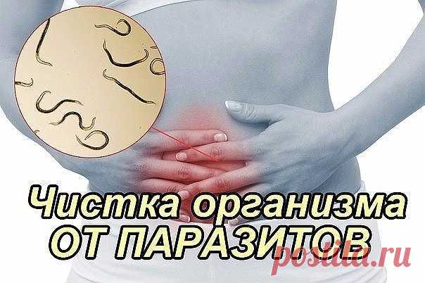 Очищение организма от глистов
Наиважнейшей частью очищения организма я считаю очищение его от паразитов (глистов). Без этой процедуры здоровый образ жизни человека невозможен.