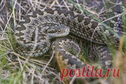 Мотоциклист чудом выжил после укуса ядовитой змеи. Житель Великобритании чудом выжил после укуса гадюки. 62-летний Дэйв Крейкер пережил нападение змеи во время путешествия по Франции, Испании и Португалии на мотоцикле. Через несколько недель после возвращения домой у мужчины опухла правая нога. Он обратился в больницу, и врачи предположили, что его кто-то укусил.