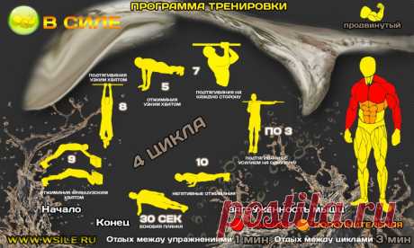 53 тренировочных программы для Начинающих, Продвинутых, Профессионалов и Мастеров от сайта WSILE.RU - WorkOut