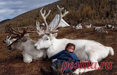 Перегон оленей . Устали .Уснули .