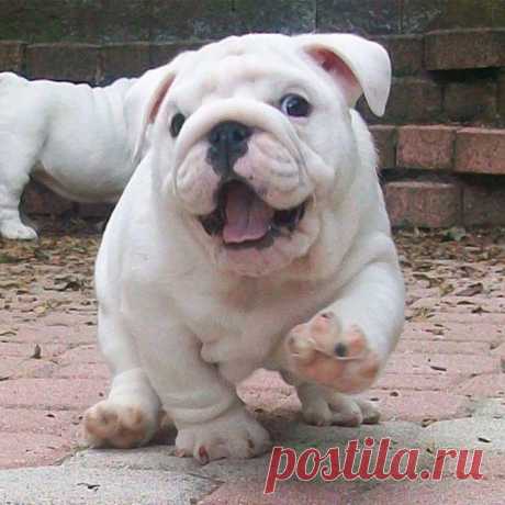 Cute Overload :D