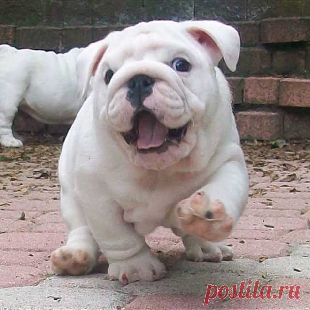 Cute Overload :D