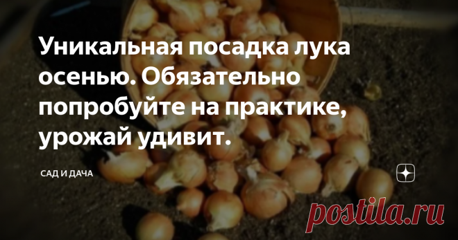 Уникальная посадка лука осенью. Обязательно попробуйте на практике, урожай удивит. Доброго времени суток дорогие подписчики и гости канала 