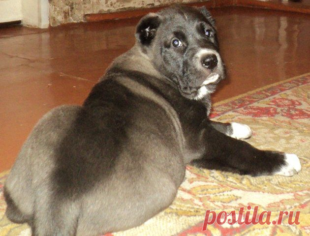 9 негритят от от красивой породной пары.