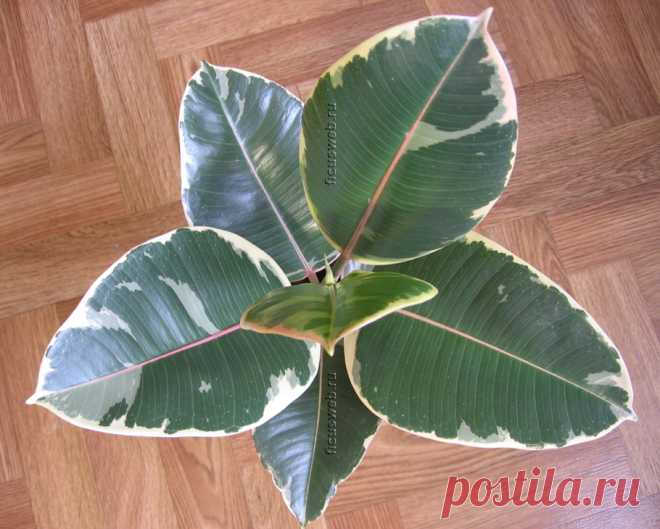 Фикус Тинеке уход фото / Ficus Tineke