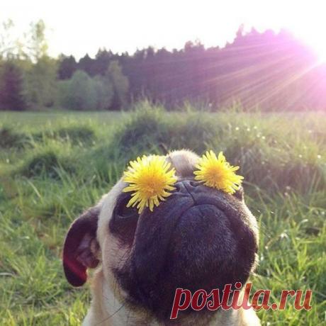 Позитивная фотоподборка (130 фото) / Юмор / Развлекательный Портал MainFun.ru