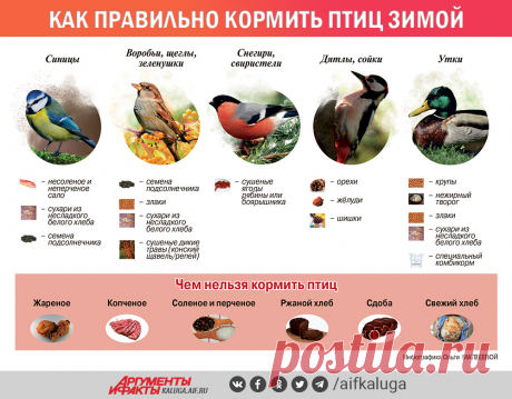 Как правильно кормить птиц зимой