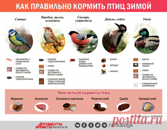 Как правильно кормить птиц зимой