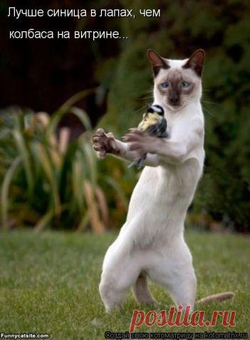 Очередная котоматрица / Болталка / Юмор