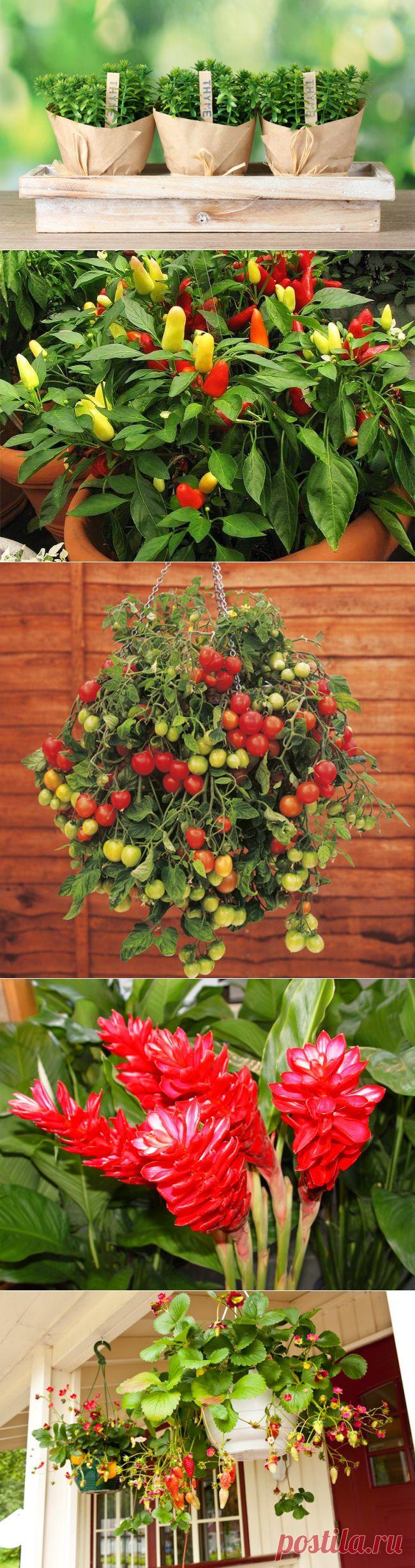 12 овощей, которые легко вырастить дома | Мамам, женщинам, бабушкам и очень любознательным.