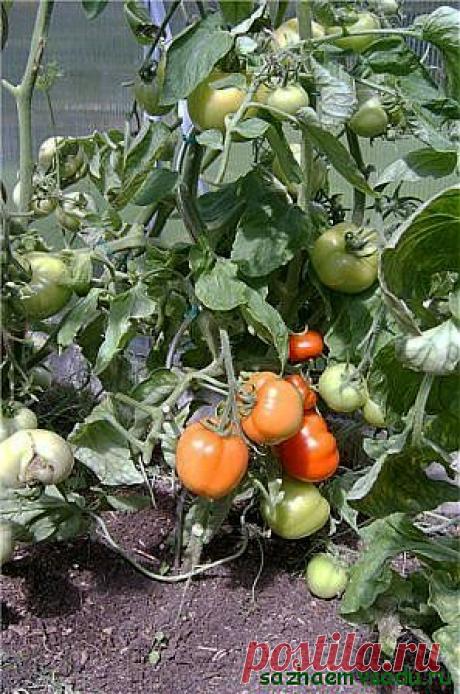 Сорт томатов Примадонна — удачное открытие | Азбука садовода