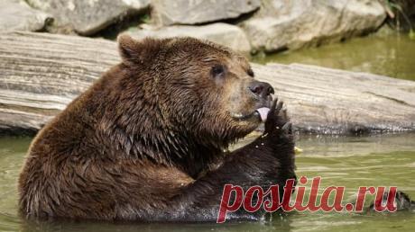 Медведь - охотник за сосисками: жители Флориды сняли на видео визит незваного гостя