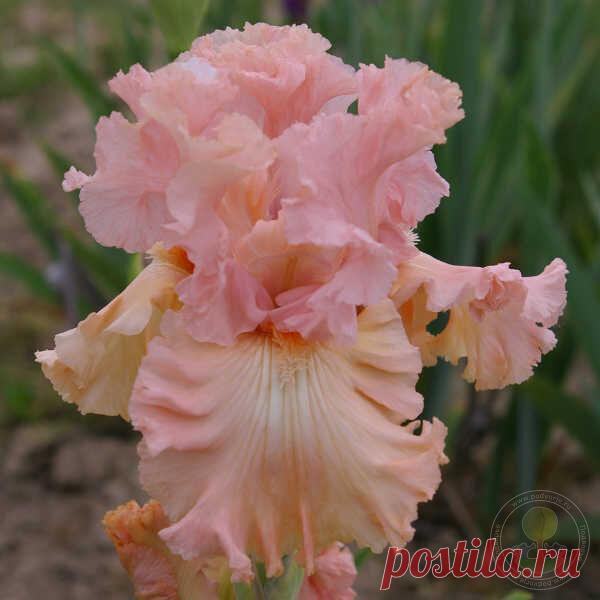 Ирис Брокен Дримс (Iris Broken Dreams) Цветки сильно гофрированные и слегка кружевные. Стандарты розовые. Стайлы персиковые. Фолы персиковые с жёлтым оттенком в основании. У большинства цветков на фолах имеются белые сегменты, которые могут занимать половину фолов. Даже бородка и стайл...