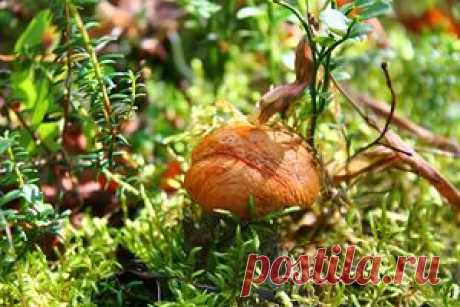 Бодосиновик